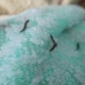 Tin tức - “Sinh vật lạ” trong khăn tắm của Trung Quốc