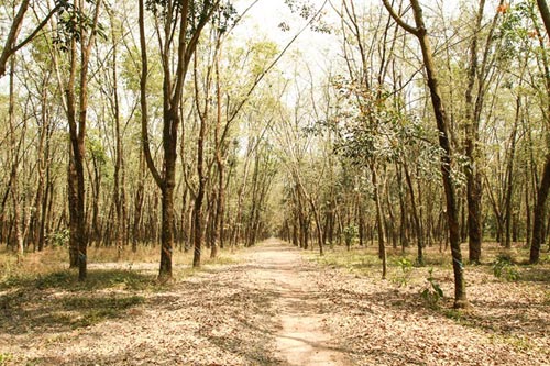Đến Đông Nam bộ ngắm rừng cao su thay lá - 13