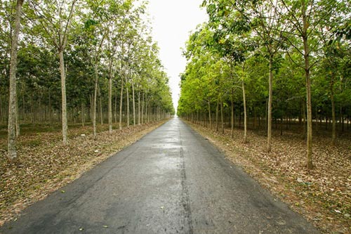 Đến Đông Nam bộ ngắm rừng cao su thay lá - 15