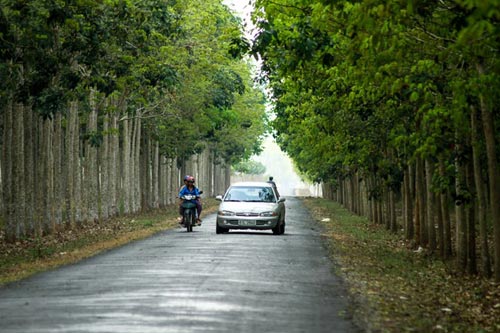 Đến Đông Nam bộ ngắm rừng cao su thay lá - 16