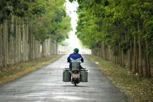 Đến Đông Nam bộ ngắm rừng cao su thay lá - 17