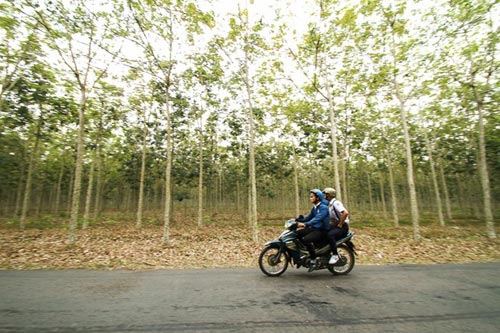 Đến Đông Nam bộ ngắm rừng cao su thay lá - 19