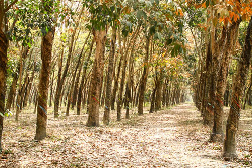 Đến Đông Nam bộ ngắm rừng cao su thay lá - 2