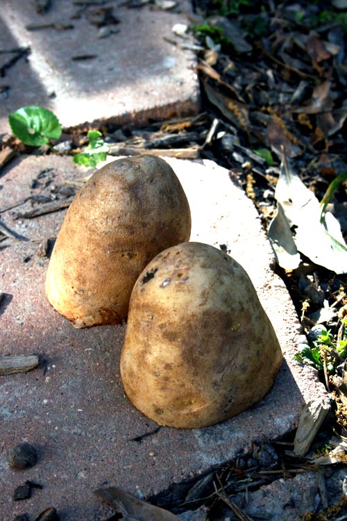 Trồng hoa hồng tại nhà từ... khoai tây - 1