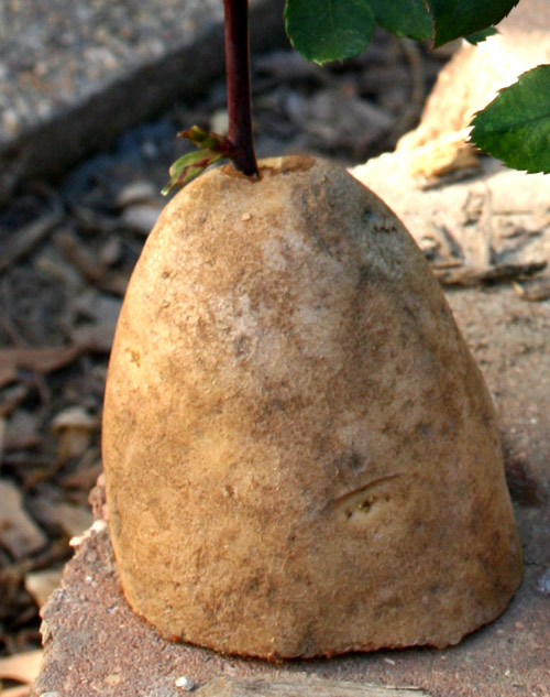 Trồng hoa hồng tại nhà từ... khoai tây - 2