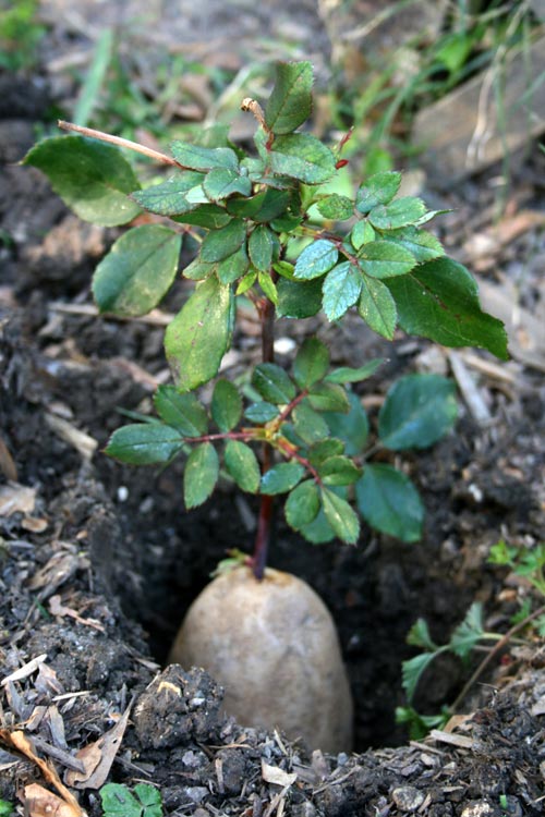 Trồng hoa hồng tại nhà từ... khoai tây - 4