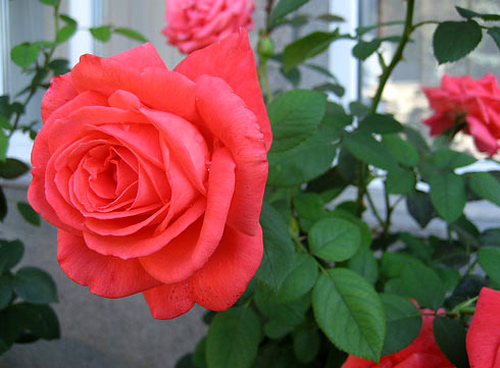 Trồng hoa hồng tại nhà từ... khoai tây - 6