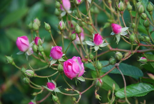 Trồng hoa hồng tại nhà từ... khoai tây - 7