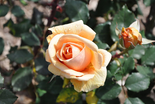 Trồng hoa hồng tại nhà từ... khoai tây - 8