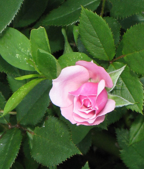 Trồng hoa hồng tại nhà từ... khoai tây - 9