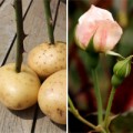 Nhà đẹp - Trồng hoa hồng tại nhà từ... khoai tây