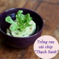 Nhà đẹp - Trồng rau cải chíp 'Thạch Sanh' tươi rói