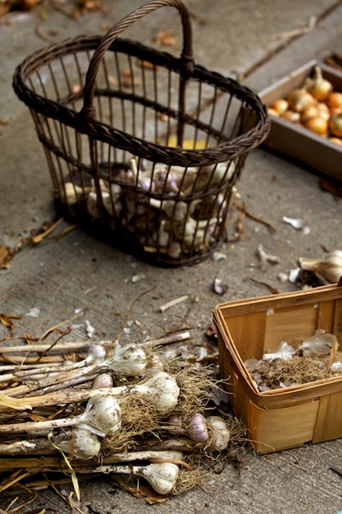 Tự tay trồng tỏi tươi ngon tại nhà - 10