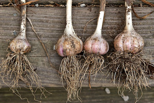 Tự tay trồng tỏi tươi ngon tại nhà - 12