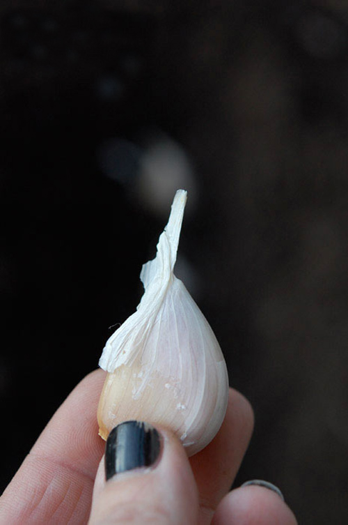 Tự tay trồng tỏi tươi ngon tại nhà - 4