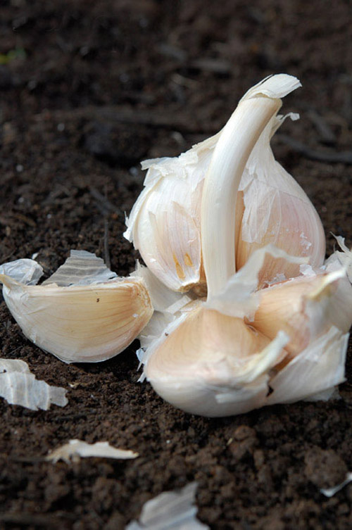 Tự tay trồng tỏi tươi ngon tại nhà - 2