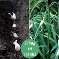 Nhà đẹp - Tự tay trồng tỏi tươi ngon tại nhà
