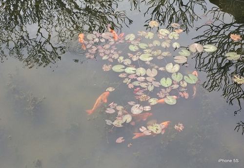 iPhone 5S đọ ảnh với Gionee E7 - 1