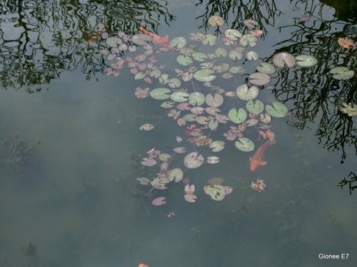 iPhone 5S đọ ảnh với Gionee E7 - 2