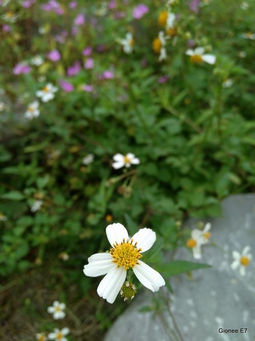 iPhone 5S đọ ảnh với Gionee E7 - 5