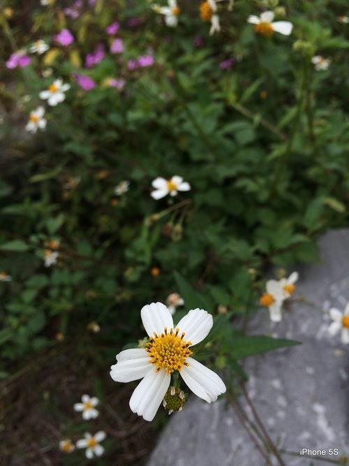 iPhone 5S đọ ảnh với Gionee E7 - 6