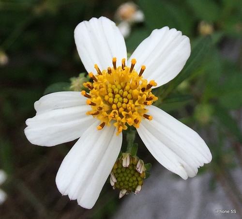 iPhone 5S đọ ảnh với Gionee E7 - 7