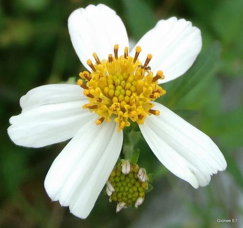 iPhone 5S đọ ảnh với Gionee E7 - 8