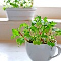 Nhà đẹp - Trồng rau mầm trong cốc ngon mê ly