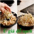 Nhà đẹp - Cách trồng giá đỗ sạch trong 4 ngày