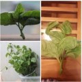 Mua sắm - Giá cả - Hãi hùng mồng tơi dài 10cm chỉ sau 5 giờ