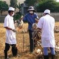 Tin tức - Chủ động phòng chống cúm gia cầm