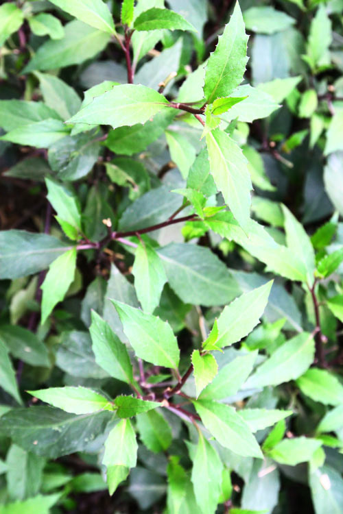 Gia đình trí thức sửa bãi hoang làm vườn rau ngọt mát - 3