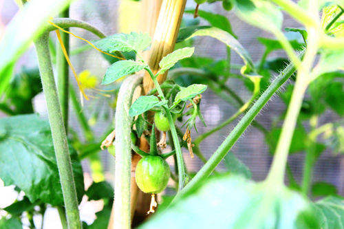 Gia đình trí thức sửa bãi hoang làm vườn rau ngọt mát - 5