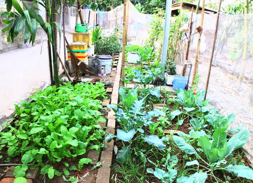 Gia đình trí thức sửa bãi hoang làm vườn rau ngọt mát - 2
