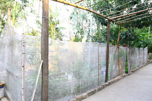 Gia đình trí thức sửa bãi hoang làm vườn rau ngọt mát - 1