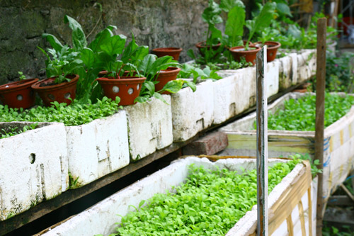 Gia đình trí thức sửa bãi hoang làm vườn rau ngọt mát - 11