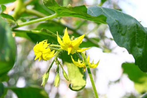 Gia đình trí thức sửa bãi hoang làm vườn rau ngọt mát - 4