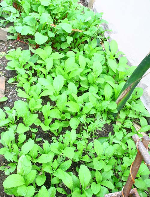 Gia đình trí thức sửa bãi hoang làm vườn rau ngọt mát - 6