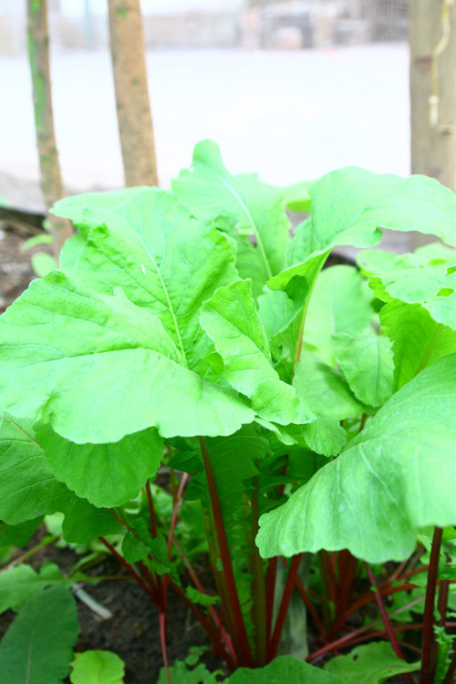 Gia đình trí thức sửa bãi hoang làm vườn rau ngọt mát - 7