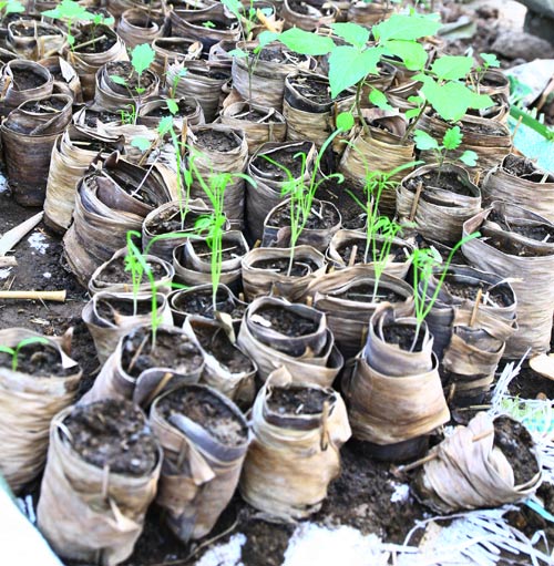 Gia đình trí thức sửa bãi hoang làm vườn rau ngọt mát - 9