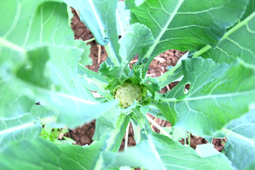 Gia đình trí thức sửa bãi hoang làm vườn rau ngọt mát - 8