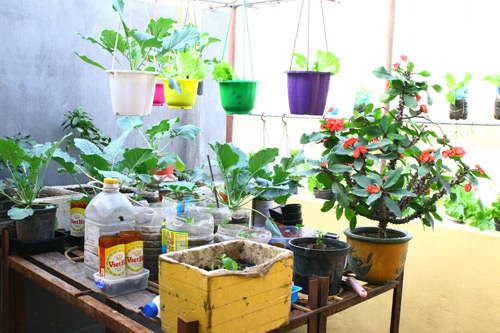 Gia đình trí thức sửa bãi hoang làm vườn rau ngọt mát - 13