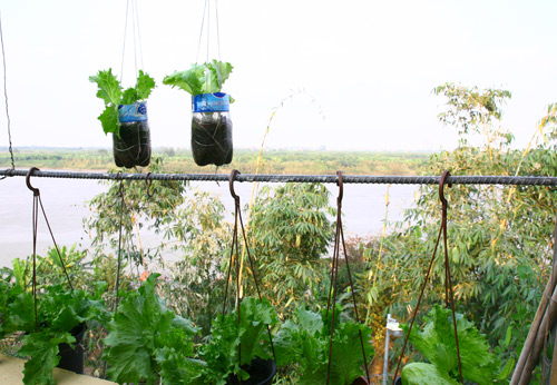 Gia đình trí thức sửa bãi hoang làm vườn rau ngọt mát - 14