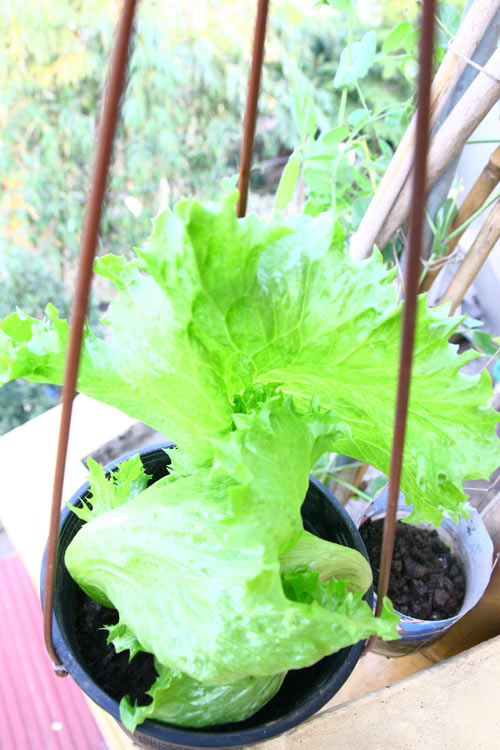 Gia đình trí thức sửa bãi hoang làm vườn rau ngọt mát - 15