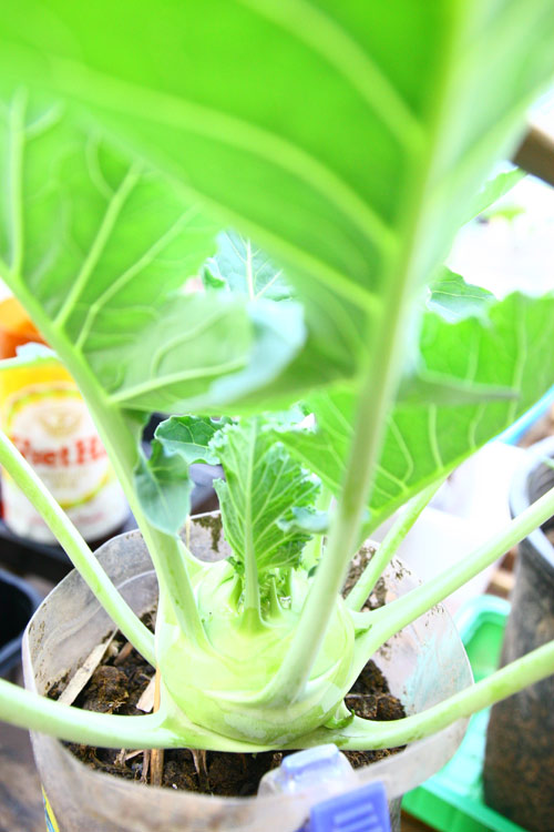 Gia đình trí thức sửa bãi hoang làm vườn rau ngọt mát - 16