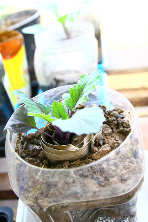 Gia đình trí thức sửa bãi hoang làm vườn rau ngọt mát - 10