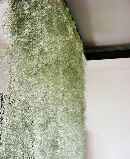 Rèm cửa bằng cây hút khí độc trong nhà - 2