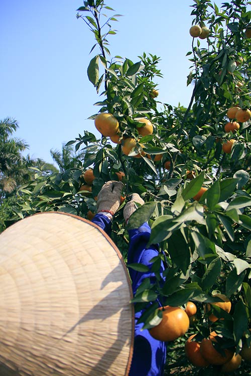 Cam Canh ngày Tết: Giá cao nhưng vẫn đắt hàng - 5