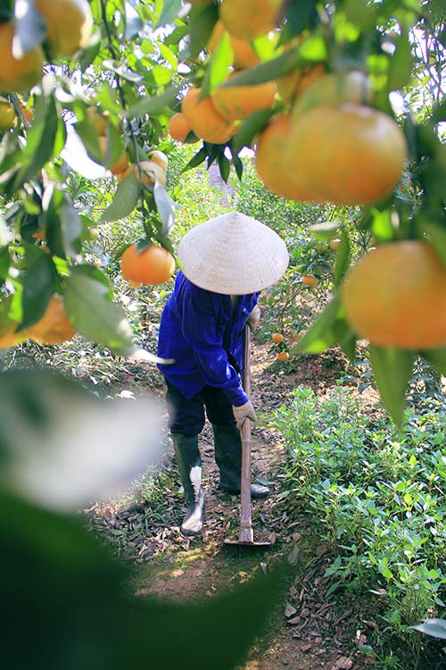 Cam Canh ngày Tết: Giá cao nhưng vẫn đắt hàng - 6