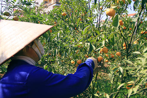 Cam Canh ngày Tết: Giá cao nhưng vẫn đắt hàng - 4